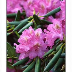 F00130:  Catawba Rhododendron (Rhododendron catawbiense), Craggy Gardens, Blue Ridge Parkway, N Carolina, June