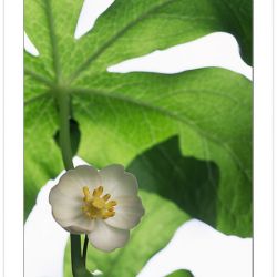 F00190:  Mayapple  (Podophyllum peltatum). Tennessee-North Carolina