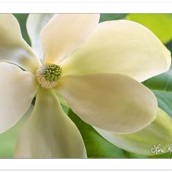 F00199:  Fraser Magnolia (Magnolia fraseri) Blossom, Magnolia Fa