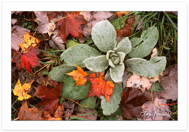 F00215: Common Mullein (Verbascum thapsus), with Autumn Leaves, Western North Carolina, Autumn