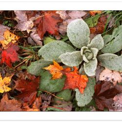 F00215: Common Mullein (Verbascum thapsus), with Autumn Leaves, Western North Carolina, Autumn