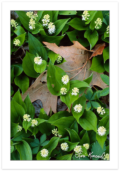 F00224:  Canada Mayflower (Maianthemum canadense) and Oak  Leaf, Pisgah National Forest, North Carolina
