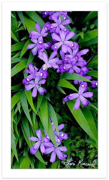 F00235: Dwarf Crested Iris (Iris cristata), Iris Family, Pisgah National Forest, North Carolina, Spring