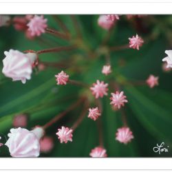 F00256: Mountain laurel buds (Kalmia latifolia), Heath family, P