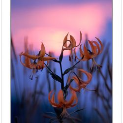 F00312: Turk’s Cap Lillies (Lilium superbum), Lily family, Pisgah National Forest, North Carolina, Summer, sunset.
