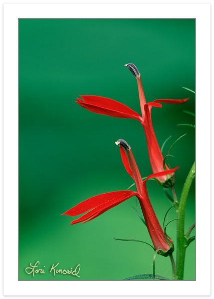 F00339:  Cardinal Flower (Lobelia Cardinalis) Close-up illustrating similarity of individual flowers to bird in flight.