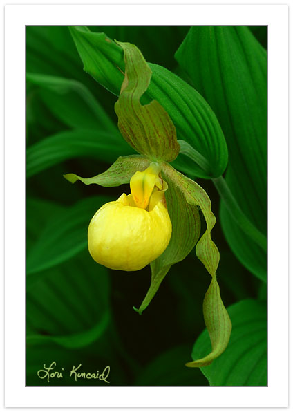 F00368:  Yellow Ladys Slipper (Cypripedium calceolus), Orchid F