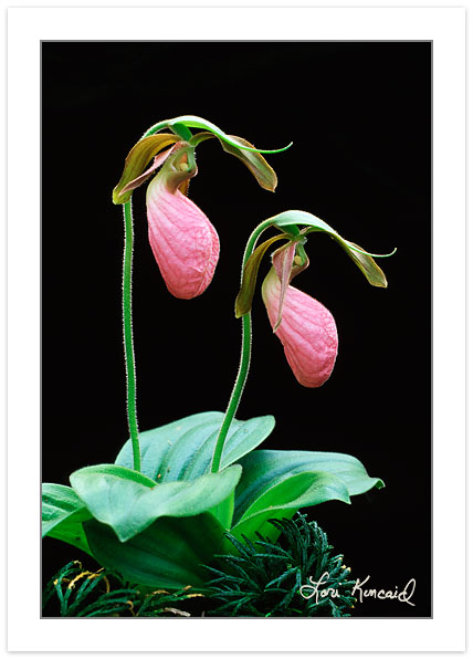 F00371: Pink Lady's Slipper (Cypripedium acaule), Orchid Family, Pisgah National Forest, North Carolina, Spring