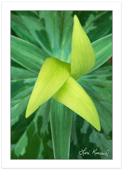 F00372:  Yellow Trillium (Trillium luteum) Close-up.  Pisgah Nat