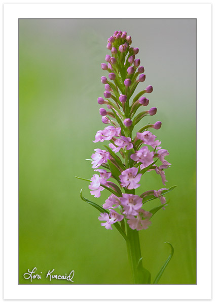 FD0102: Purple Fringed orchid, (Platanthera [Habenaria] species)