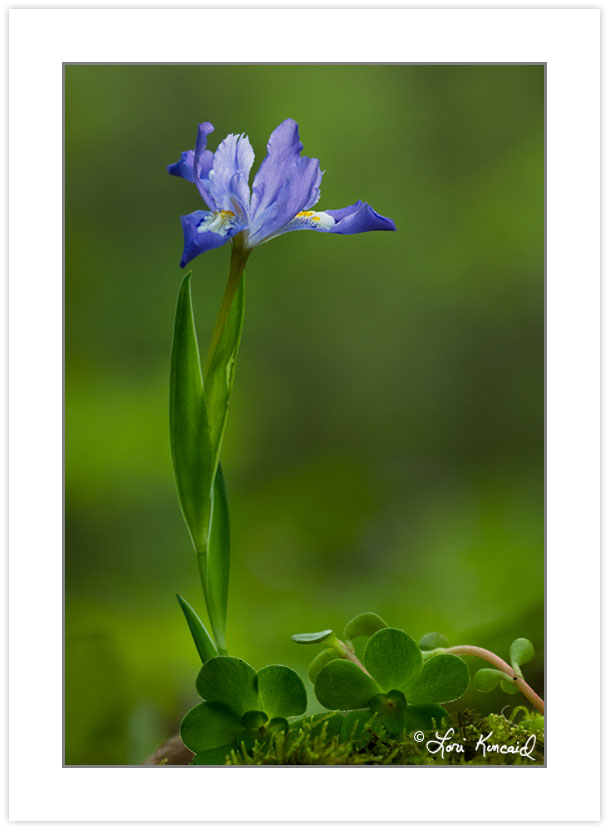 FD0150: Dwarf Crested Iris (Iris cristata),Pisgah National Fores