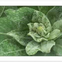 FD0251: Common Mullein (Verbascum thapsus), Tennessee