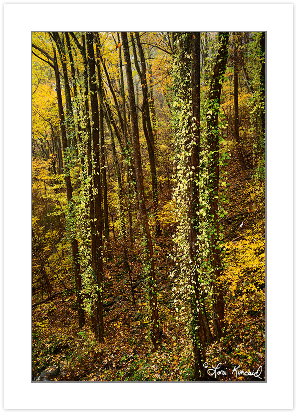 Fall foliage, Amicalola Falls State Park, GA