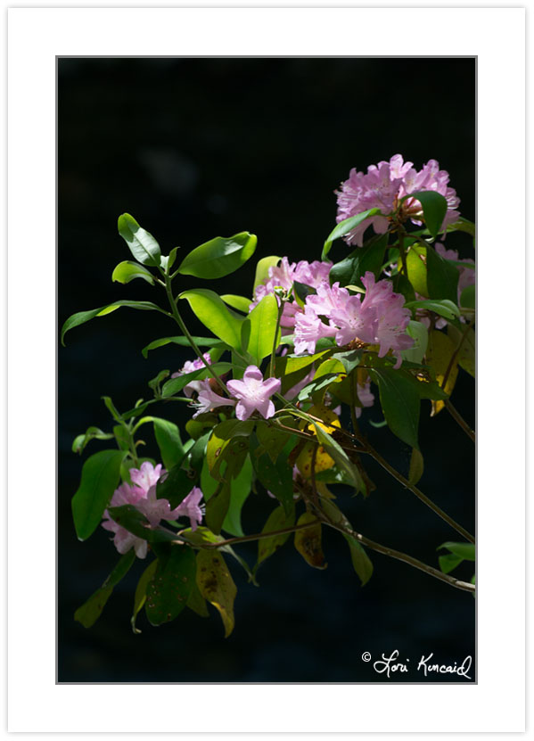FD0236: Piedmont Rhododendron (Rhododendron minus) along Jack's