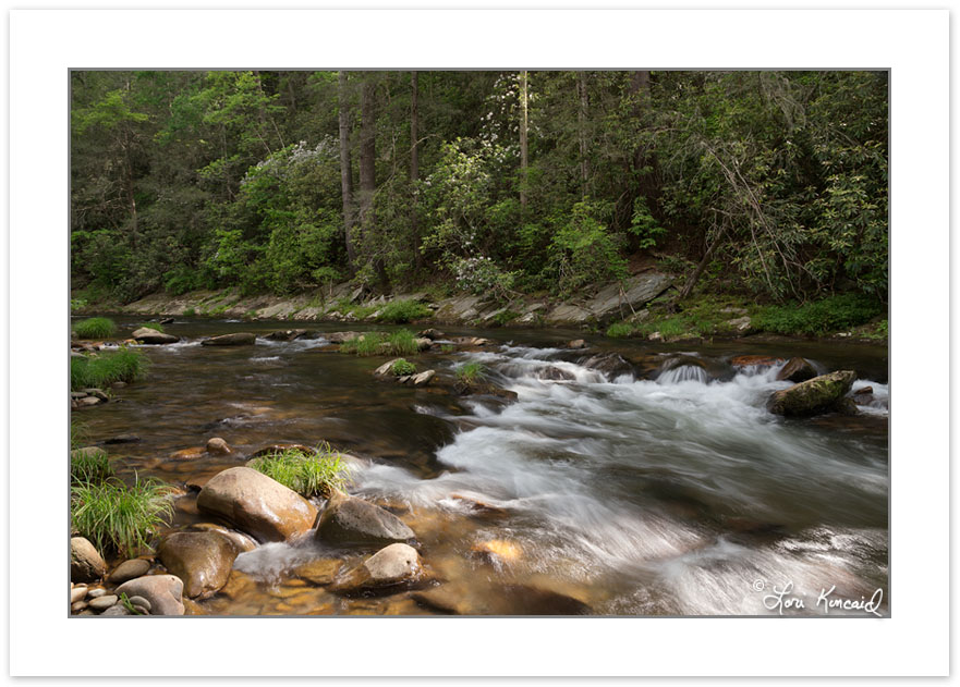 SD0809: Jack's River, Cohutta Wilderness Area, Georgia, late Sp
