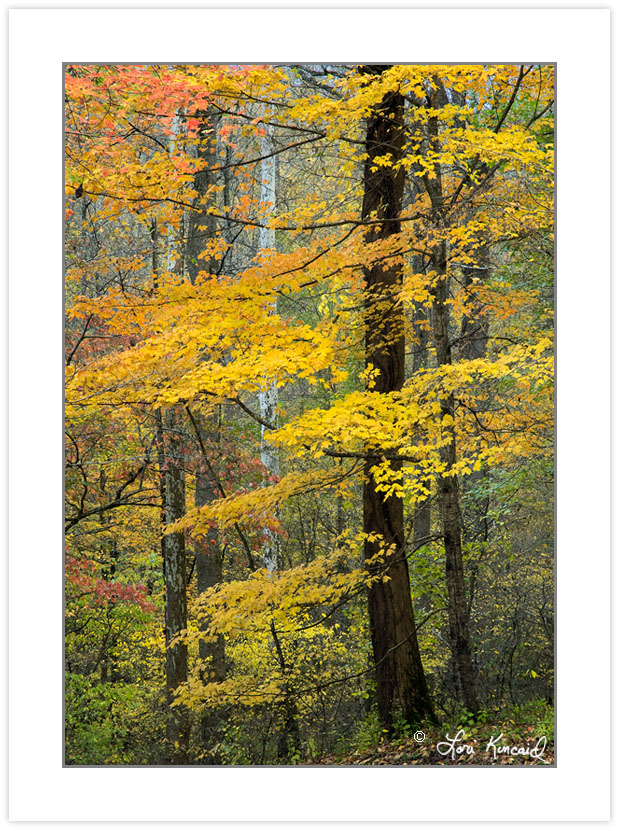 AD0246: Maple in fall foliage, Great Smoky Mouuntains National P