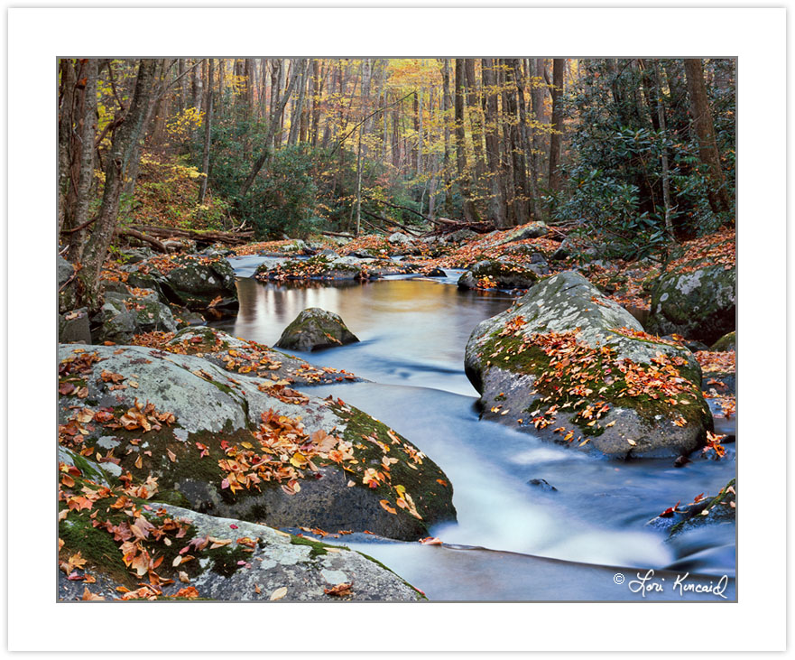 AL0238: Fall foliage on Lynn Camp Prong, Great Smoky Mountains N