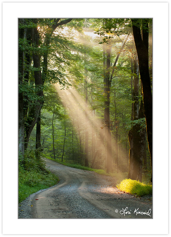 RD0155: Crepuscular rays on Ramsey Prong Road, Greenbrier, Great