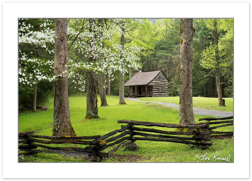 RD0162: Flowering Dogwood at Carter Shields Cabin, Cades Cove,,
