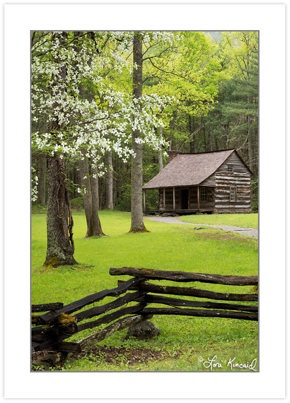 RD0163: Flowering Dogwood at Carter Shields Cabin, Cades Cove,,
