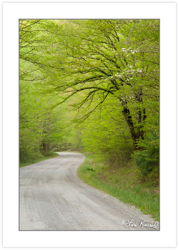 SD0191: Gravel Road through Spring Forest,Tremont area, Great Sm