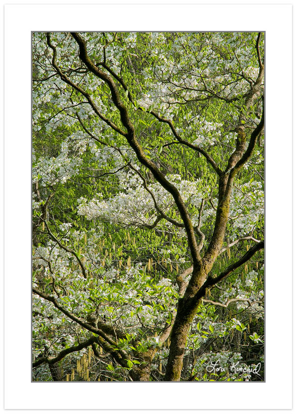Flowering dogwood (Cornus florida) and Birch, Great Smoky Mounta