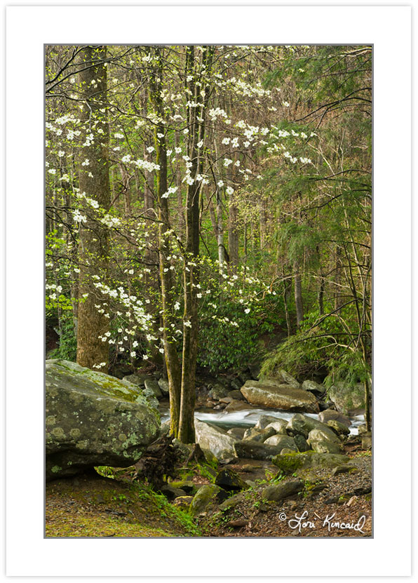 SD0451: Flowering Dogwood, Great Smoky Mountains National Park,
