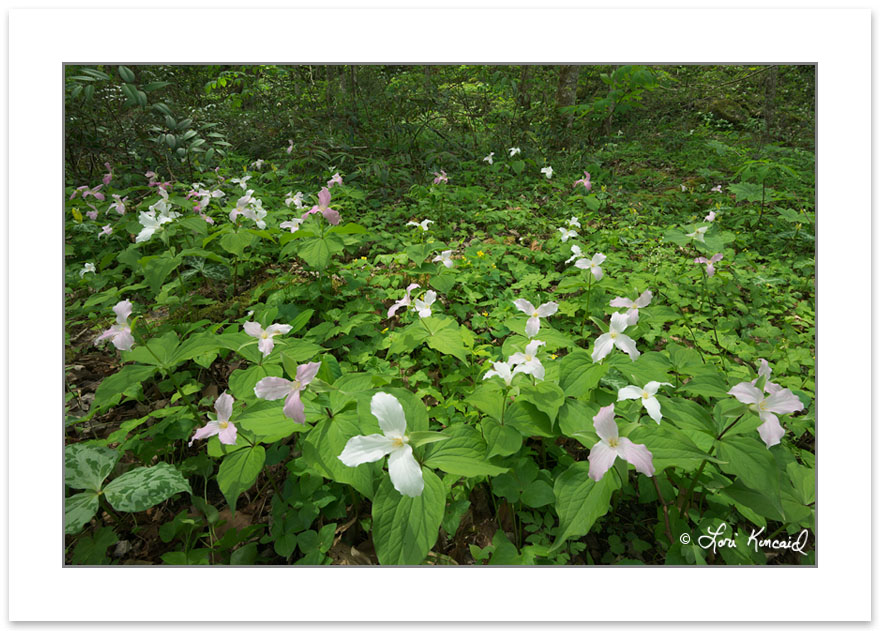 SD0975: Large-flowered trillium blooming along the Little River