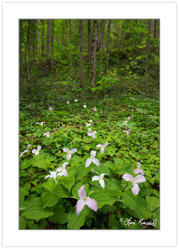 SD0976: Large-flowered trillium blooming along the Little River Trail, Elkmont, Great Smoky Mountains National Park, TN