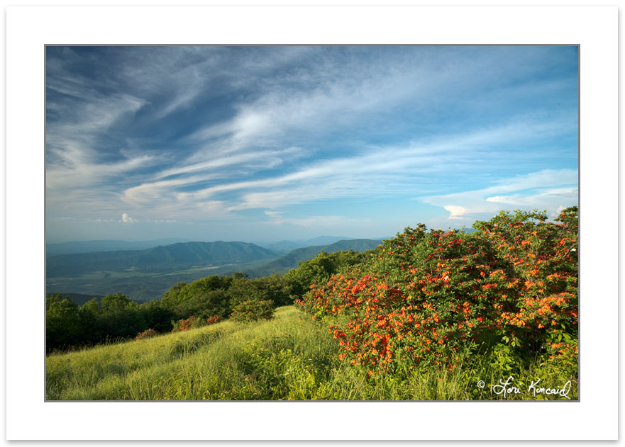 SD1017: Flame azalea on Gregory Bald with Cades Cove in the dist