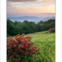 SD1057: Flame azalea on Gregory Bald with Cades Cove in the dist