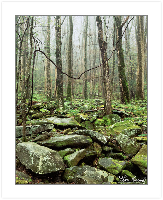 Boulder field with moss-covered rocks, Great Smoky Mountains Nat