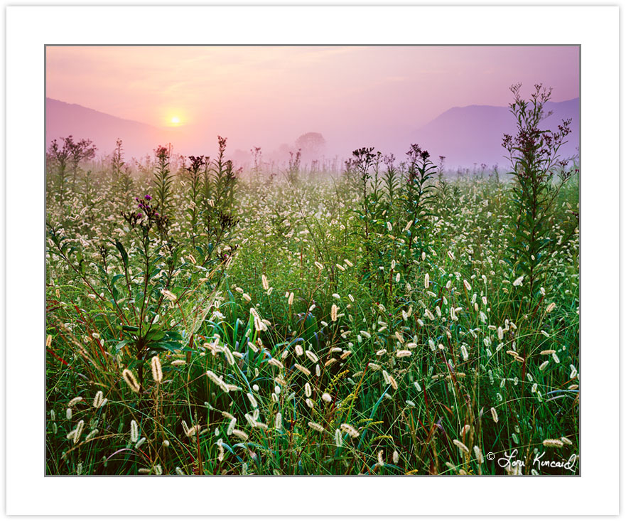 SL0309: Cades Cove meadow at sunrise, Great Smoky Mountains Nati