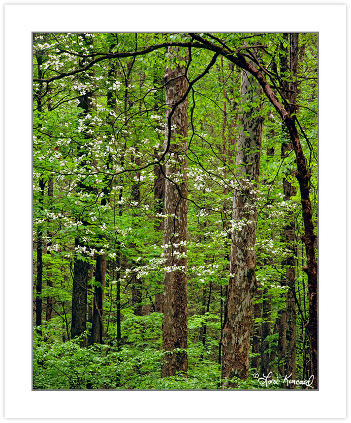 SL0337: Flowering Dogwood (Cornus florida) in hardwood forest, G