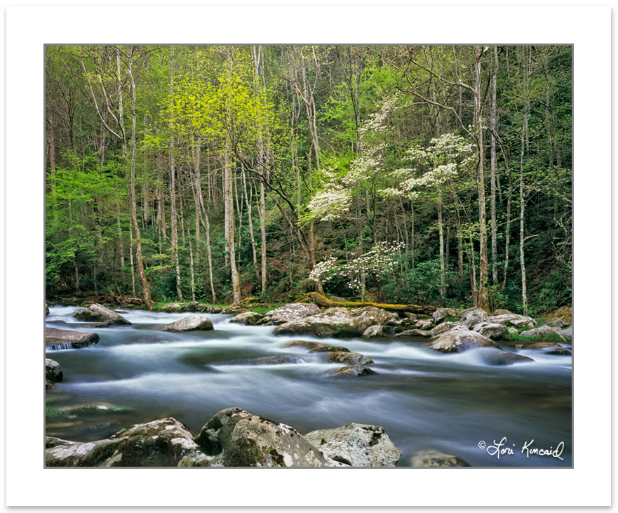 SL0342: Middle Prong of the Little River, Great Smoky Mountains