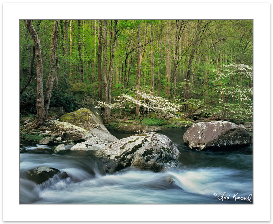 Dogwoods on Middle Prong of the Little River, Great Smoky Mounta