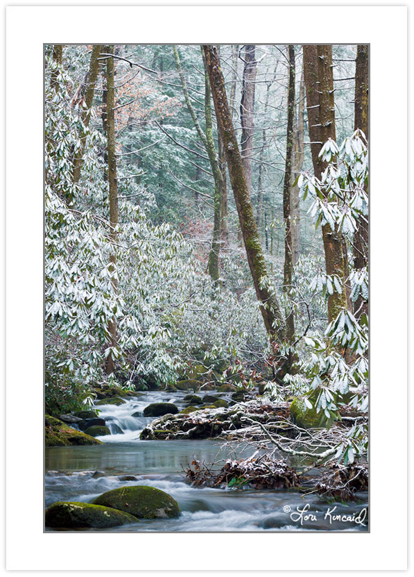 WD0362: Anthony Creek, Great Smoky Mountains National Park, TN,
