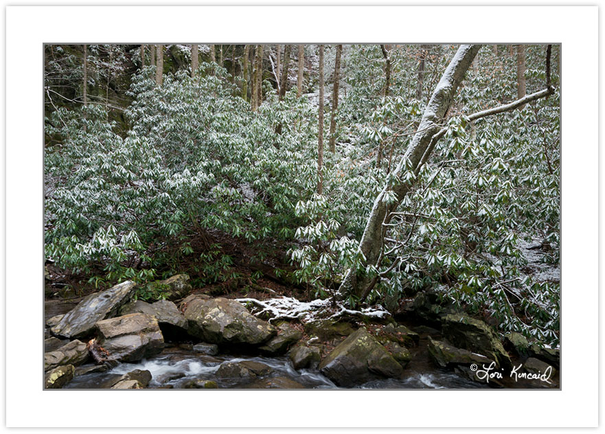 Snow-covered rhododendron along Spruce Flat Branch, Great Smoky