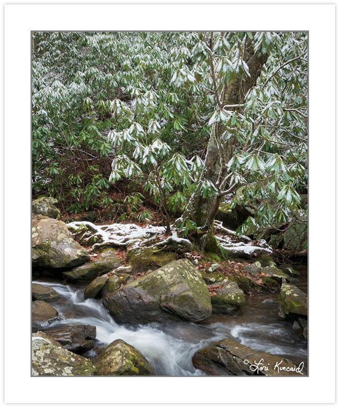 WD0370: Snow-covered rhododendron along Spruce Flat Branch, Grea
