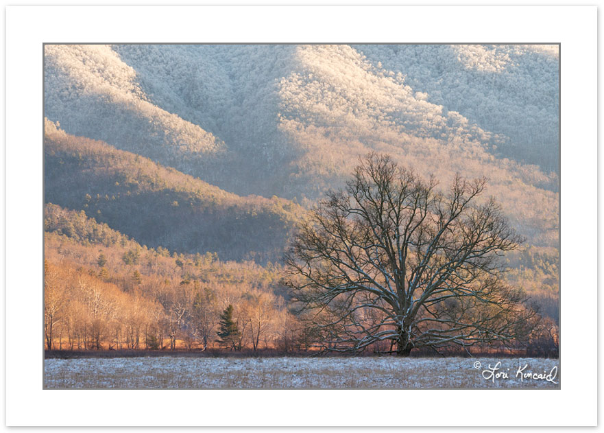 WD0376: Snow blankets the mountains in Cades Cove, Great Smoky M