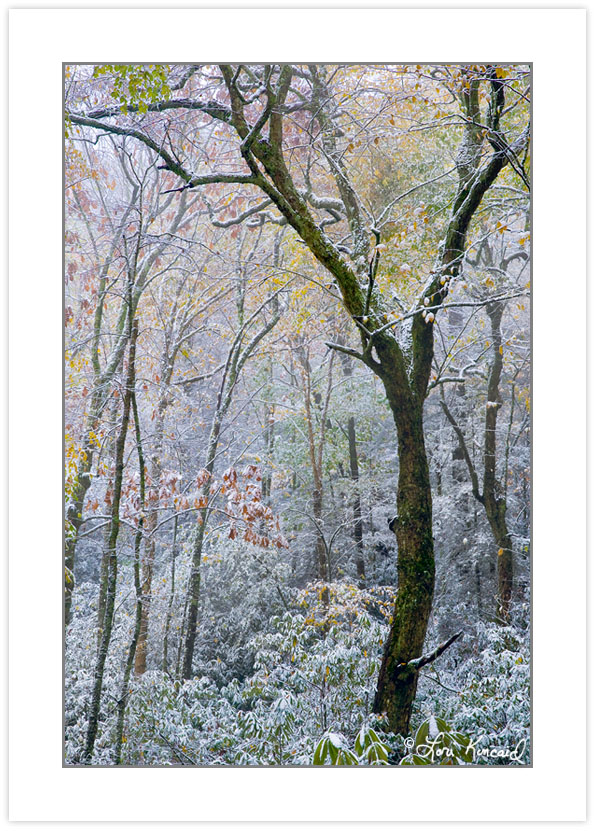 AD0211: Autmn foliage covered in light snow, Pisgah National For