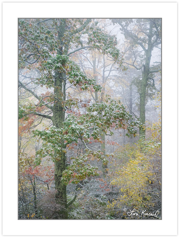 AD0213: Autmn foliage covered in light snow, Pisgah National For