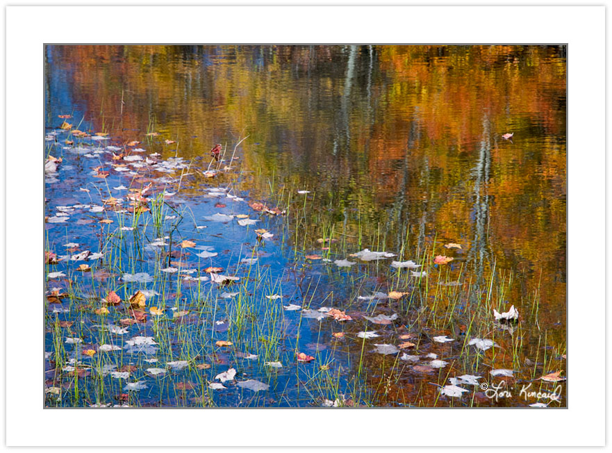 Autumn reflections, Max Patch Pond, Pisgah National Forest, NC