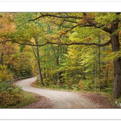 AD0585: Early Autumn foliage on Max Patch Rd, Pisgah National Fo