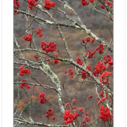 Mountain Ash berries, Blue Ridge Parkway, NC, Autumn