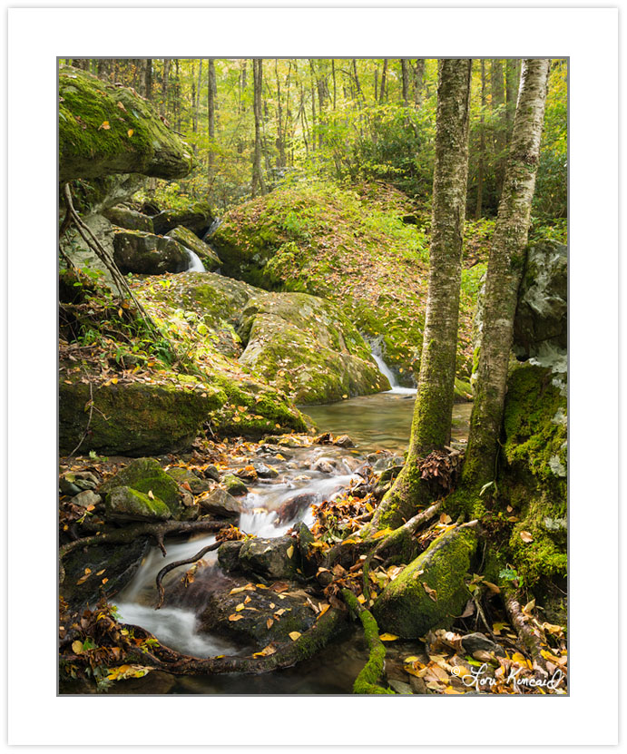 AD0850: Cascade on Shanty Spring Branch, Grandfather Mountain St
