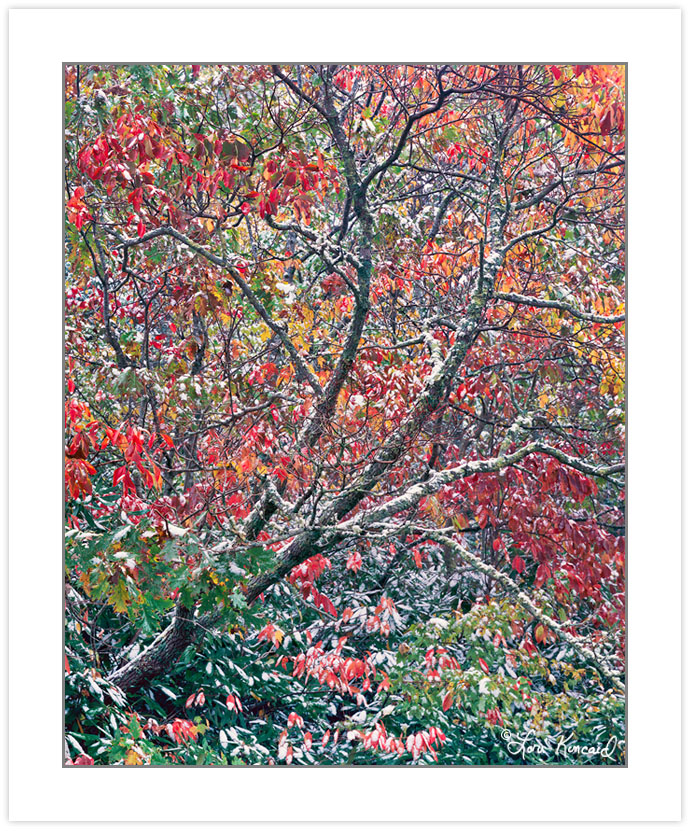 AL0120: Sourwood (Oxydendrum arboreum) and autumn foliage draped