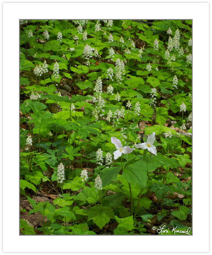FD0124: Spring wildflowers, including Large-flowered Trillium (T