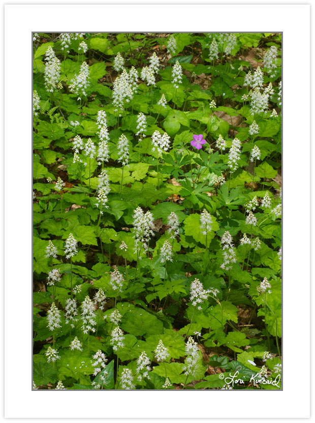 FD0146: Spring wildflowers including Foamflower (Tiarella cordif