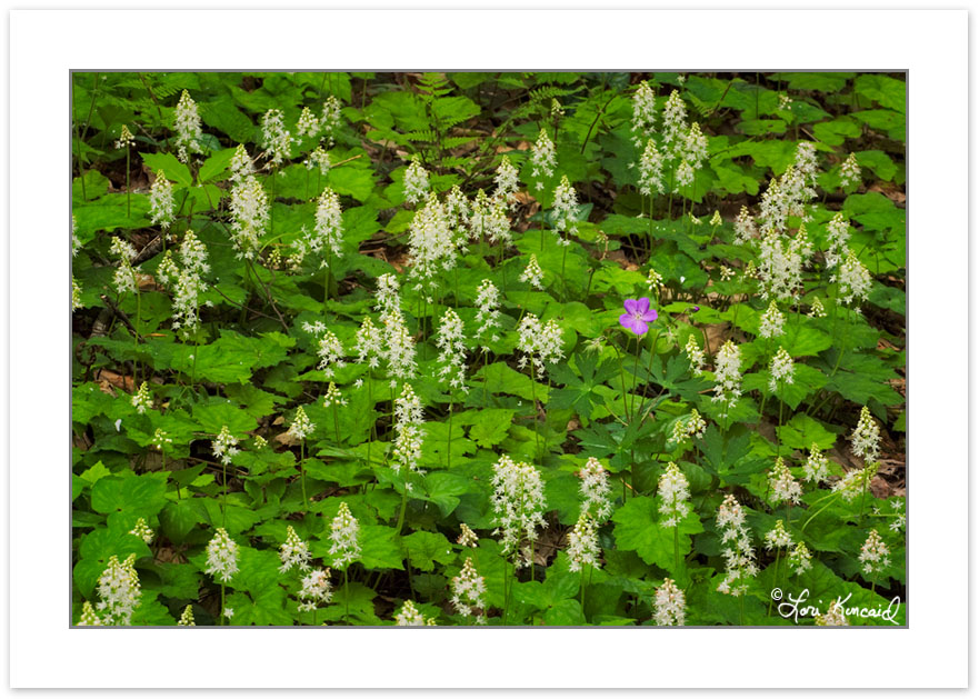 FD0147: Spring wildflowers including Foamflower (Tiarella cordif
